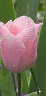 Close-up of a pink tulip with dewdrops in a garden setting.