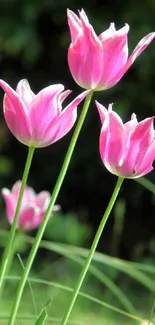 Pink tulips in a vibrant garden setting, showcasing nature's beauty.