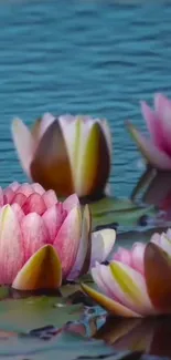 Serene view of pink water lilies on a blue lake surface.