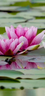 Pink water lilies floating on a calm pond with green leaves.