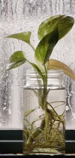 Green plant in a glass jar with rain background.