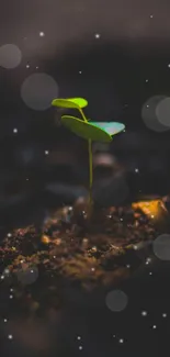 Vibrant green seedling with starry night background.