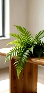 Green fern on wooden table by window.