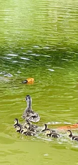 A peaceful pond scene with ducks swimming under a bridge.