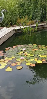 Serene pond with lily pads and greenery in a tranquil setting.