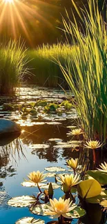 Sunlit pond with blooming lotus flowers reflecting in the water.