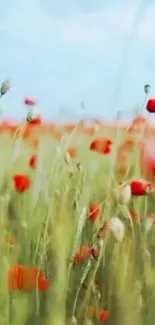 Calming mobile wallpaper of red poppies in a lush green field under a blue sky.