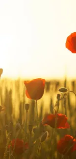 Mobile wallpaper with sunlit poppy field and golden sunset hues.