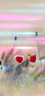 Red poppies in a serene field with pink and ethereal hues, perfect for mobile wallpaper.