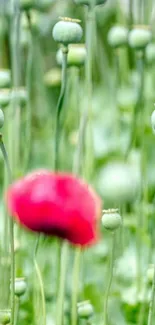 A serene poppy field with green stems and a vibrant red bloom, perfect for mobile wallpaper.