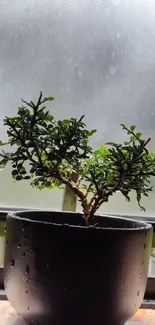 A small potted plant in natural light on a windowsill.