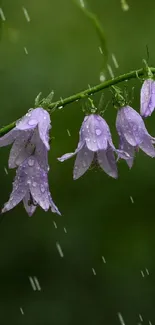 Purple bell flowers with water droplets on a green stem.