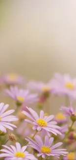 Serene mobile wallpaper with purple daisies in soft focus.