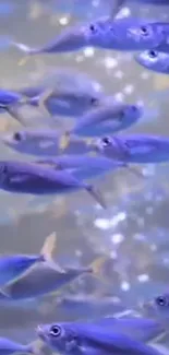 Mobile wallpaper with a school of small purple fish swimming underwater.