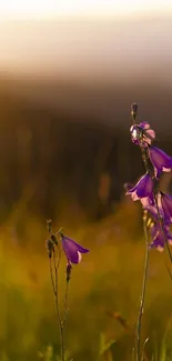 Purple flowers basking in warm sunset glow.