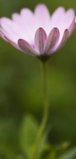 A serene purple flower with a soft green background for mobile wallpaper.