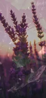 Lavender field under a pink sunset with soft purple hues.