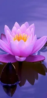 Purple lotus blossom on reflective water surface.