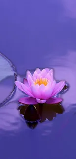 Serene purple lotus floating on calm water.