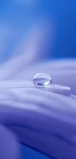 Purple petal with water droplet, creating a calming mobile wallpaper.