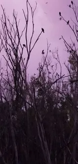 Silhouettes of birds on branches against a purple sunset sky.