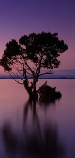 Single tree reflecting in calm water under a purple dusk sky.