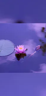 Purple water lily with lily pad on calm water.