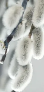 Close-up of fuzzy pussy willow branches.