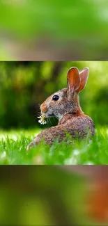 Rabbit peacefully sitting in a lush green field with blurred background.