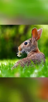 A rabbit in a grassy meadow holding a daisy blossom.