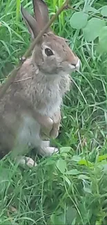 Rabbit sits amidst lush green grass, embodying a serene natural scene.