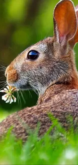 Serene rabbit in lush green meadow holding a flower.