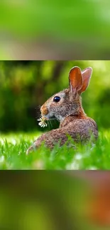 Rabbit in a lush green meadow with a flower, creating a serene mobile wallpaper.