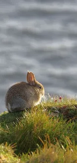 Rabbit resting on a sunny green meadow with a blurred background.