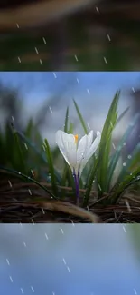 White flower with dew in rain under blue sky.