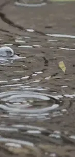 Raindrop causing ripples in water, creating a serene and tranquil scene.