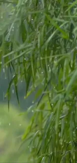 Close-up of bamboo leaves with rain drops.