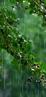 Green leaves with raindrops falling down.