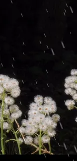 White flowers in the rain wallpaper.