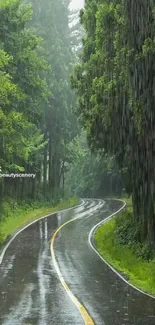 Rainy forest pathway with lush greenery and winding road.