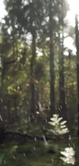 Sunlit rainy forest with green trees.