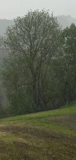 Serene wallpaper featuring a rainy forest with lush green trees.