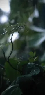 Close-up of wet green leaves in the rain, creating a calming mobile wallpaper.