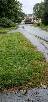 Lush green street view on a rainy day.