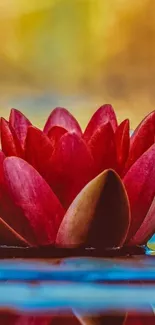 Beautiful red lotus flower on water, serene and vibrant.