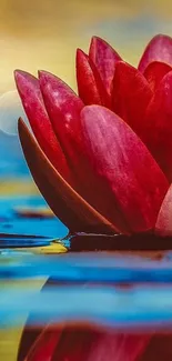 A beautiful red lotus floats serenely on calm blue water, perfect for mobile wallpaper.