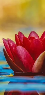 Red lotus flower on water with serene reflection.