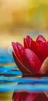 Serene red lotus floating on calm water.