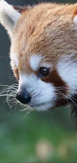 Serene red panda with vibrant fur and a peaceful gaze.