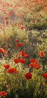 Red poppy field under sunlight, showcasing nature's beauty.